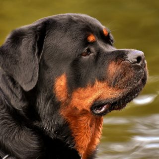 caracter Rottweiler