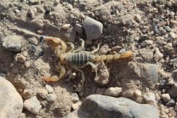Tartarocreagris texana