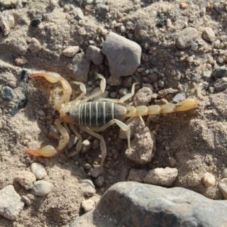 Tartarocreagris texana