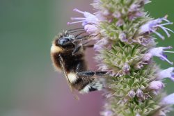 cauza alergie polen