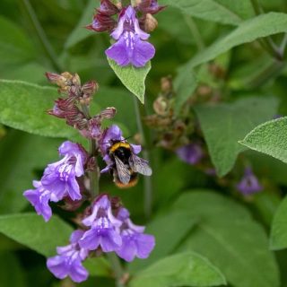 Salvia